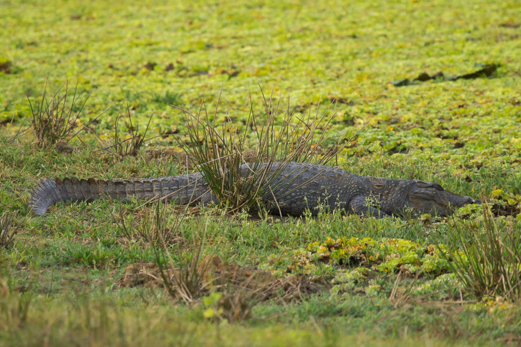 Krokodil im Yala Nationalpark in Sri Lanka