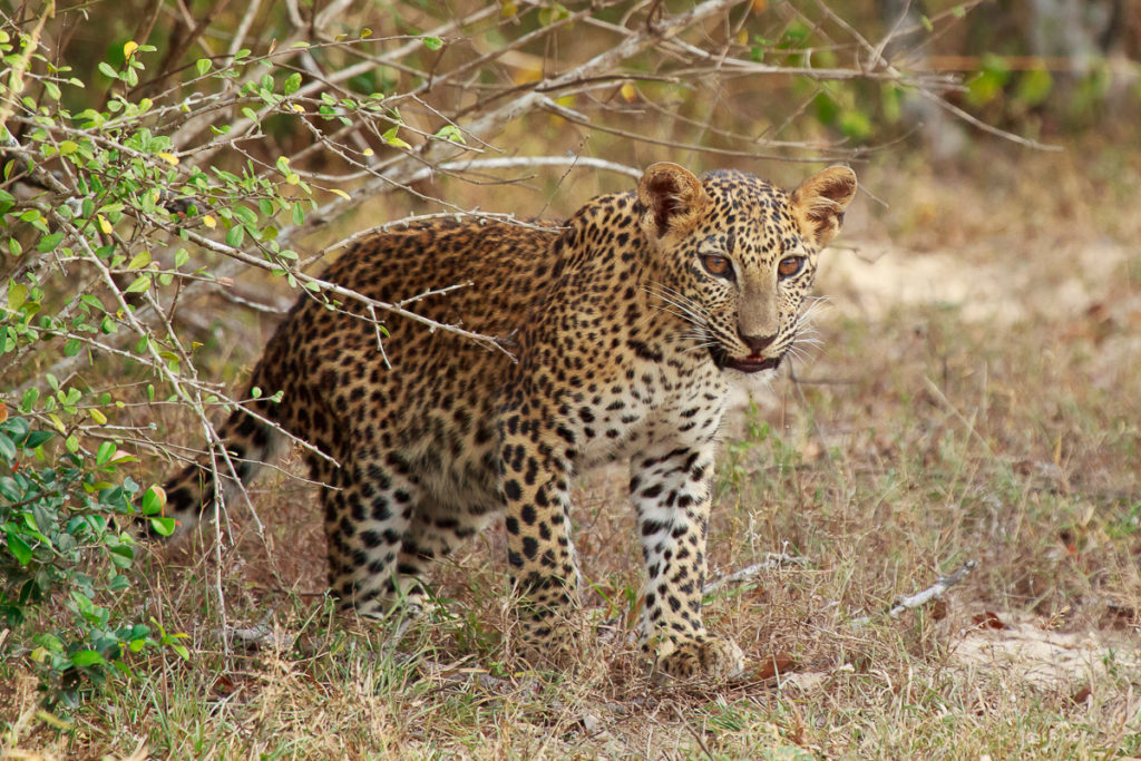 Leopard im Yala Nationalpark in Sri Lanka