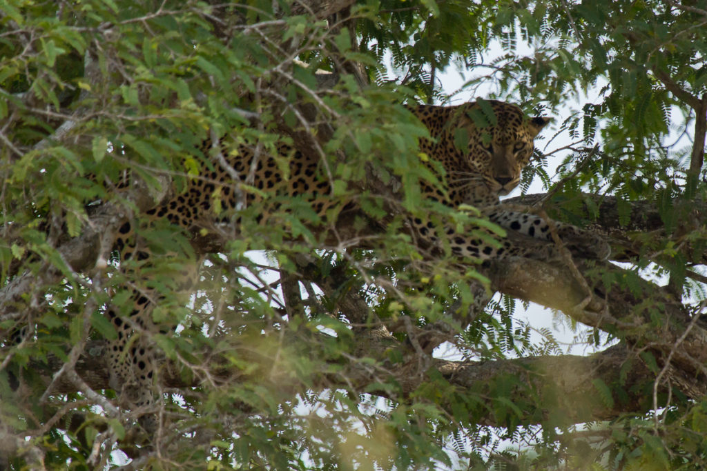 Leopard auf Baum im Yala Nationalpark in Sri Lanka Leopard Baum