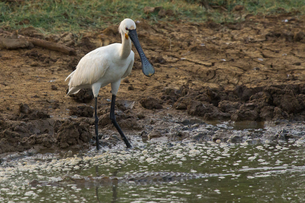 Löffler im Yala Nationalpark in Sri Lanka