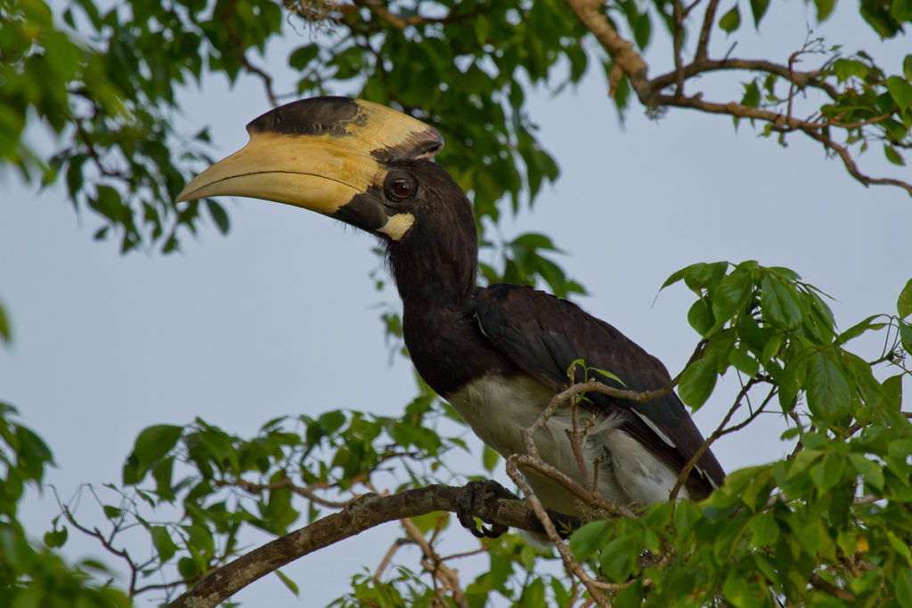 Nashorn Vogel im Yala Nationalpark in Sri Lanka