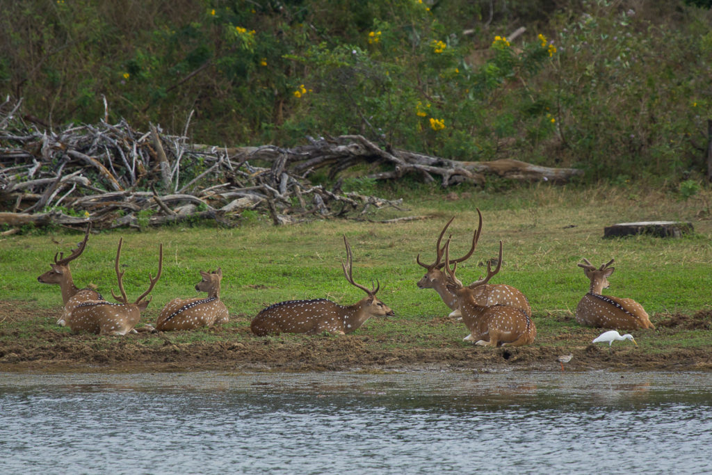 Wasserloch im Yala Nationalpark in Sri Lanka