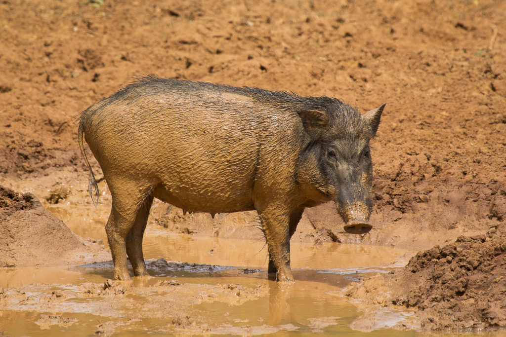 Wildschwein im Yala Nationalpark in Sri Lanka