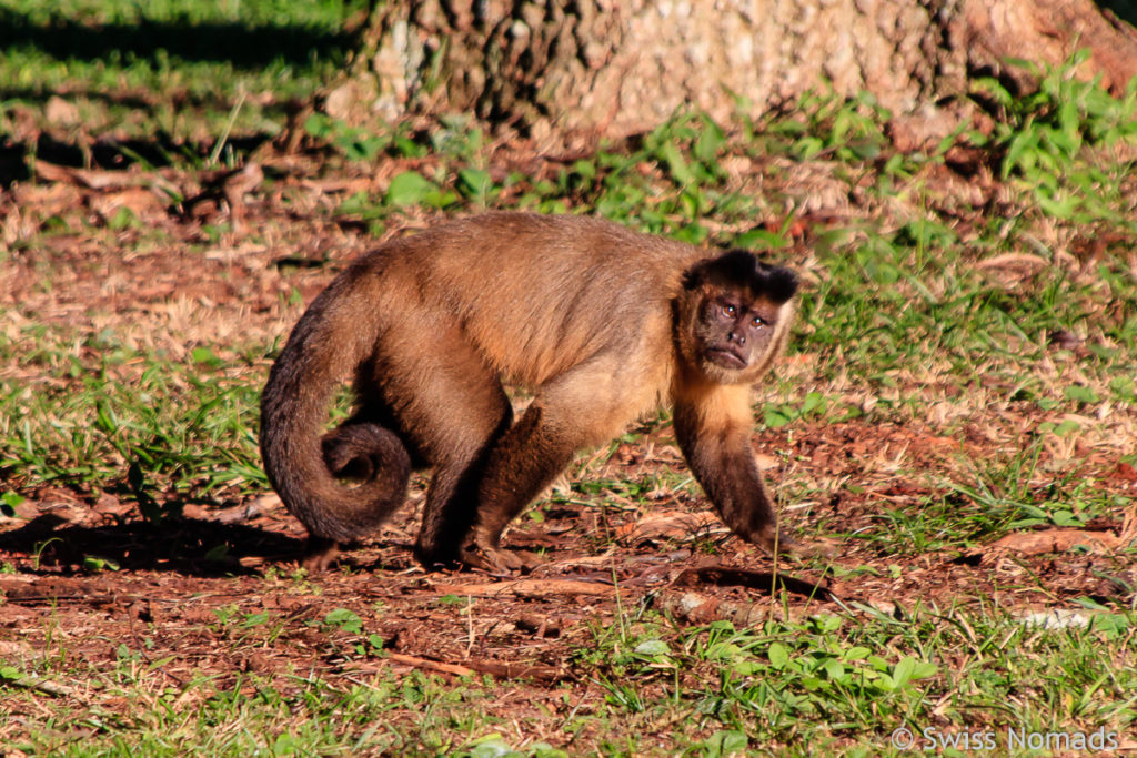 Affe Paraguay