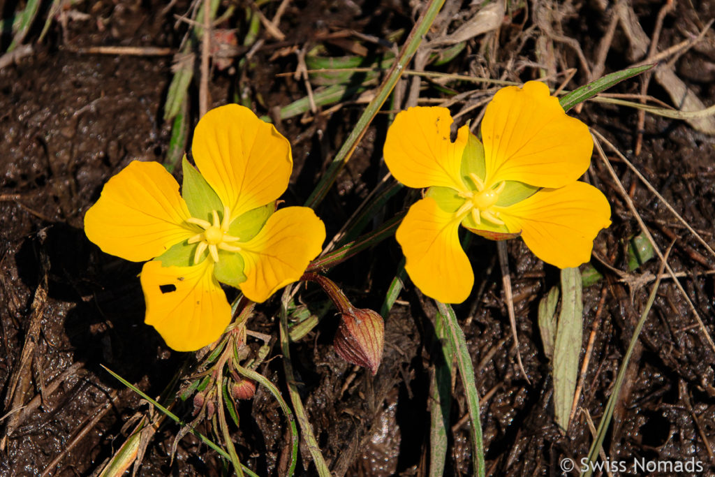 Blumen im feuchten Chaco