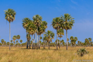 Read more about the article Tierreicher Gran Chaco in Argentinien