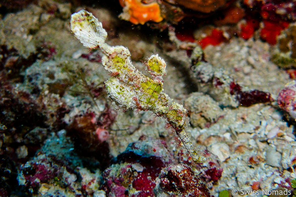 Halimeda Geisterpfeifenfisch