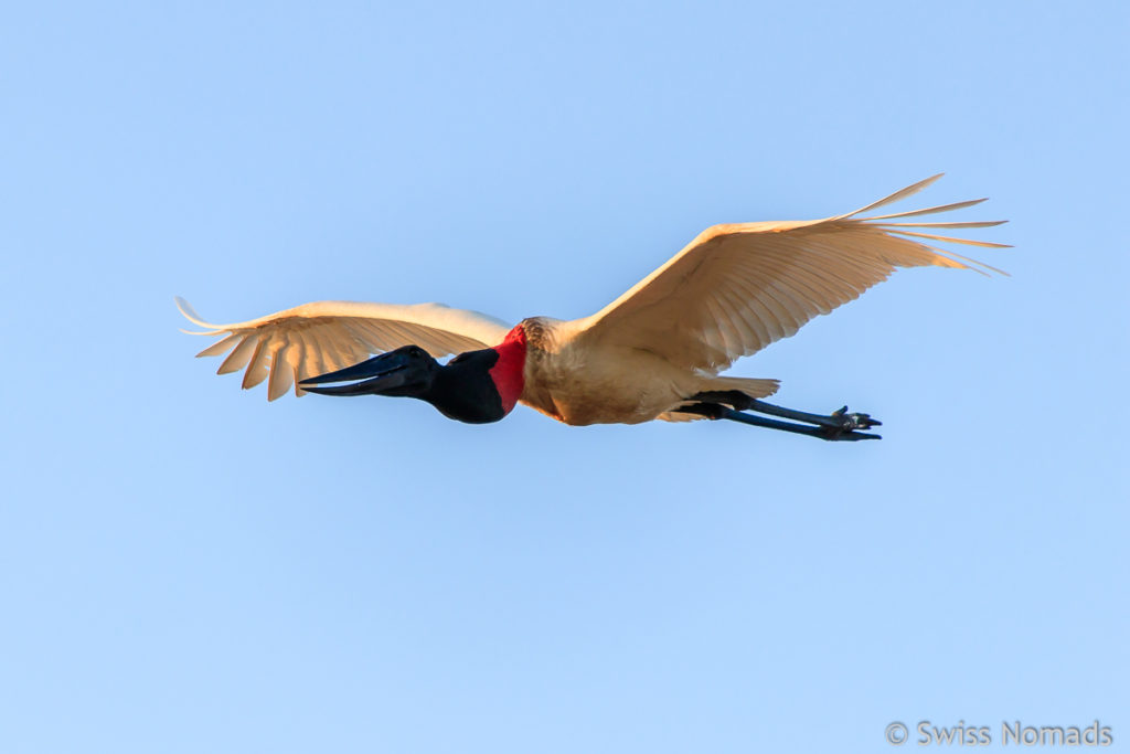 Jabiru im Flug