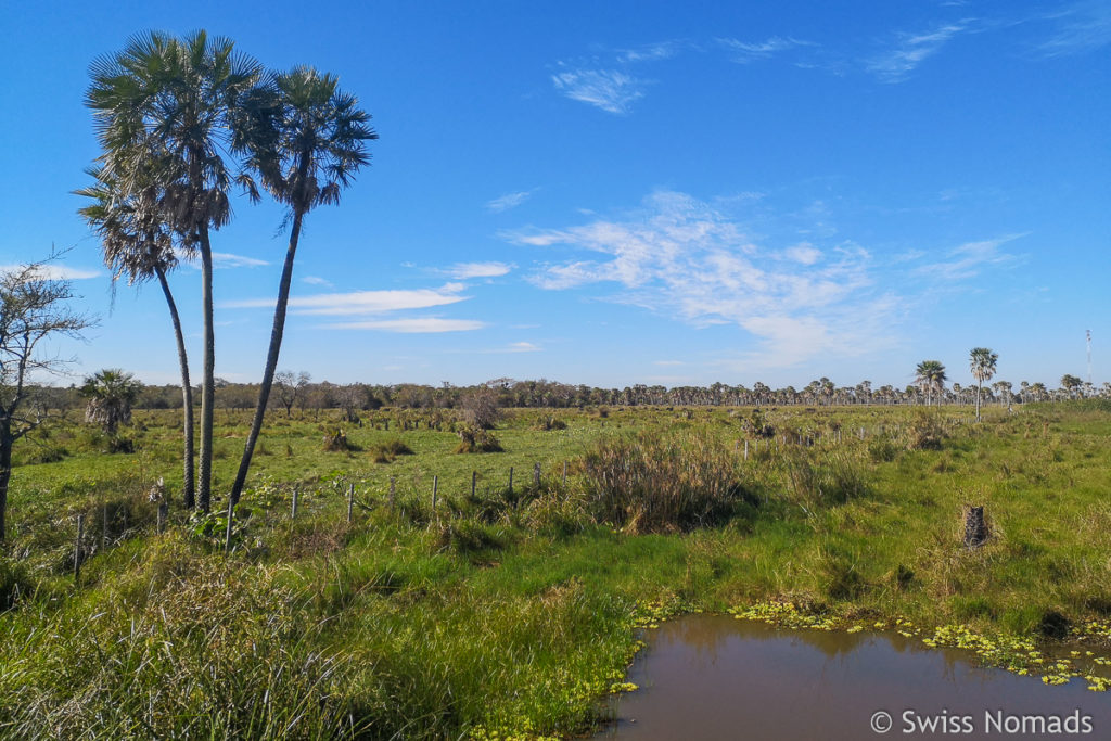 Landschaft des Gran Chaco in Paraguay
