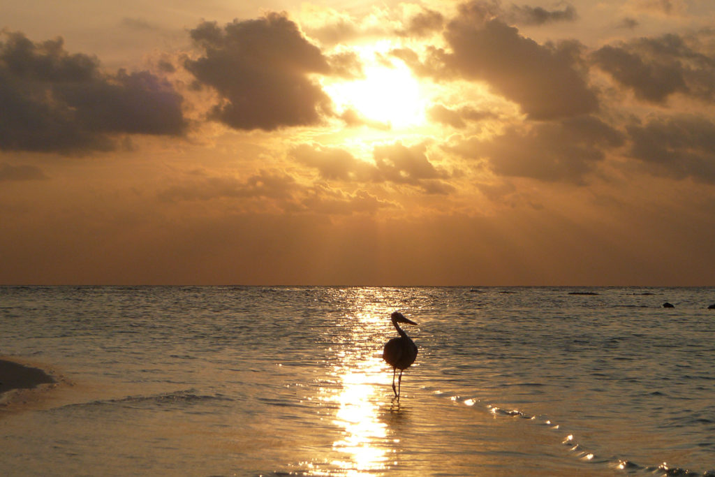 Reiher mit Sonnenuntergang