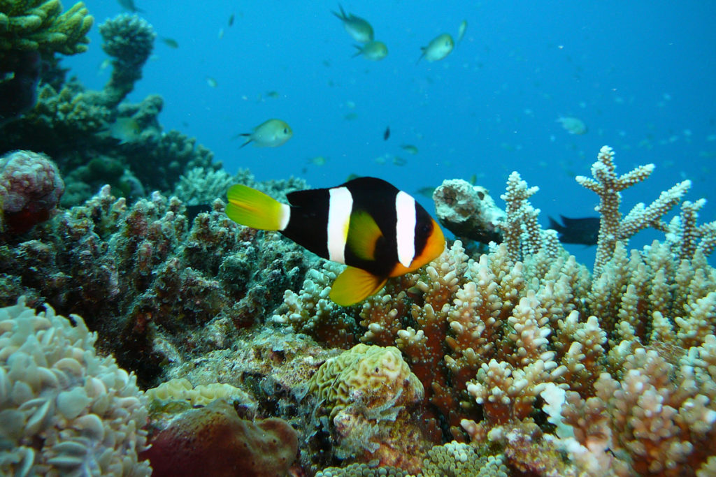Malediven Unterwasser Nemo