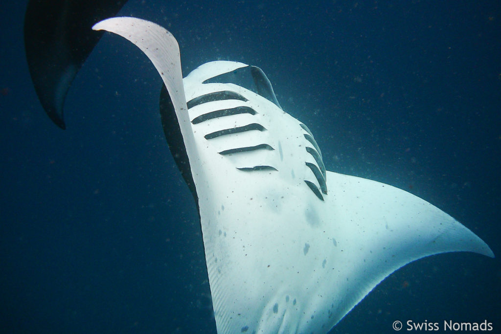Manta Rochen Bauch