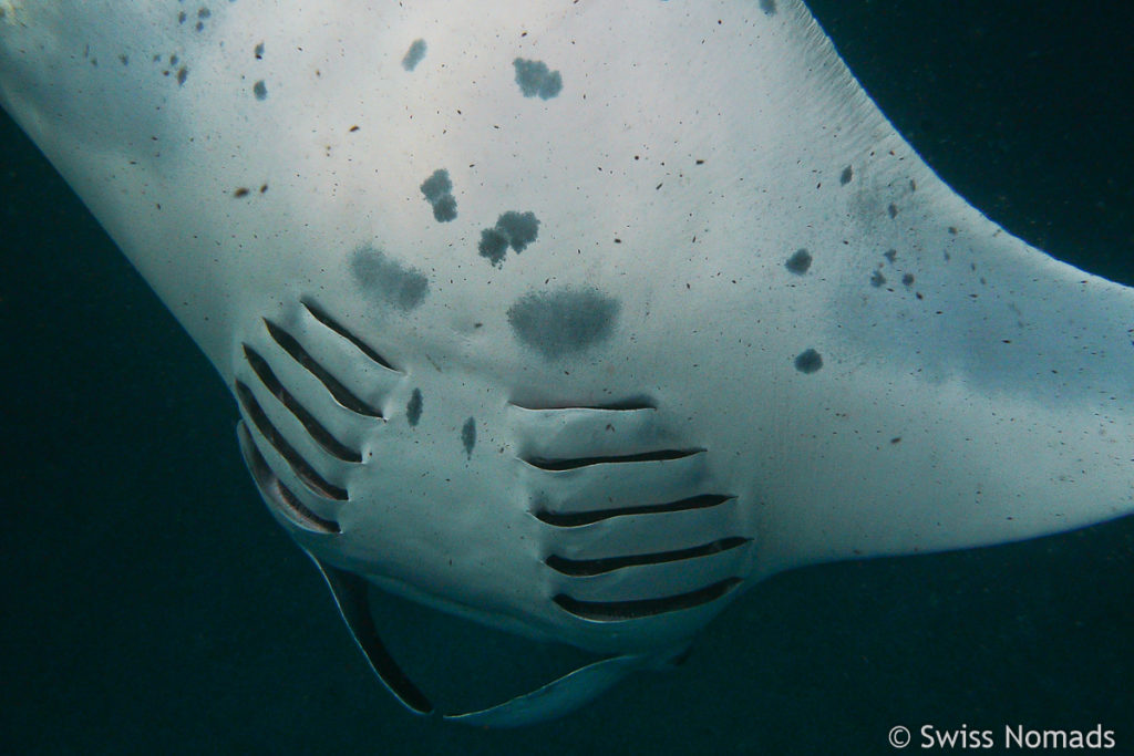 Punkte am Bauch der Manta Rochen