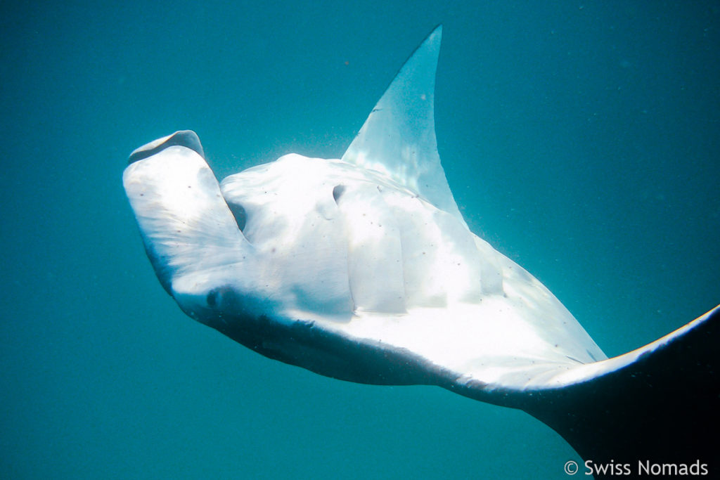 Kiemen des Manta Rochen beim Schnorcheln