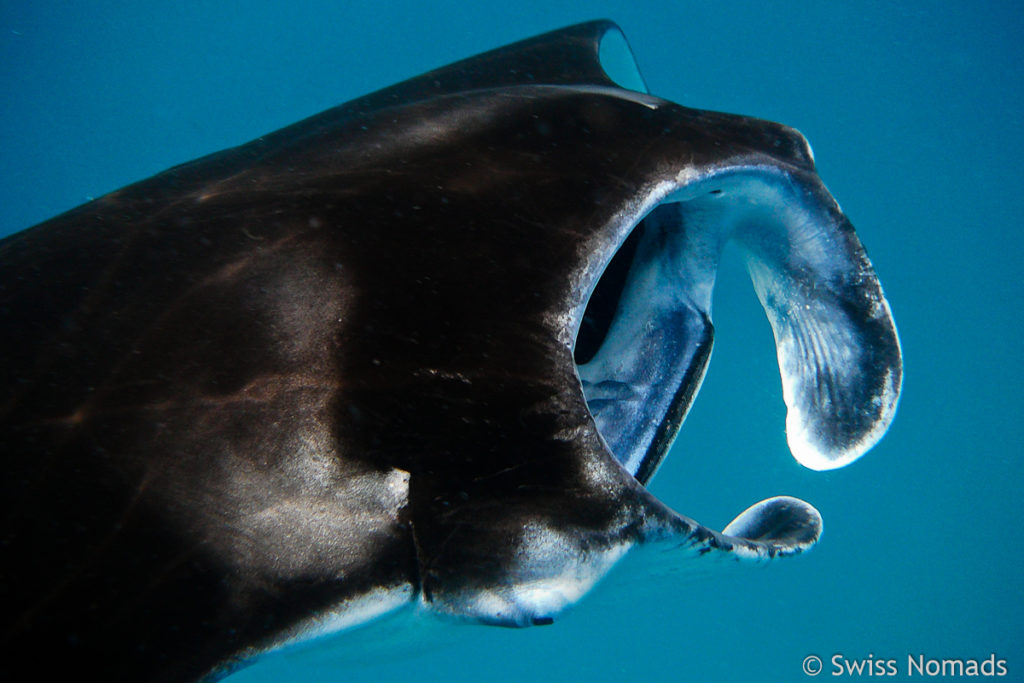 Kopf Flossen des Manta Rochen