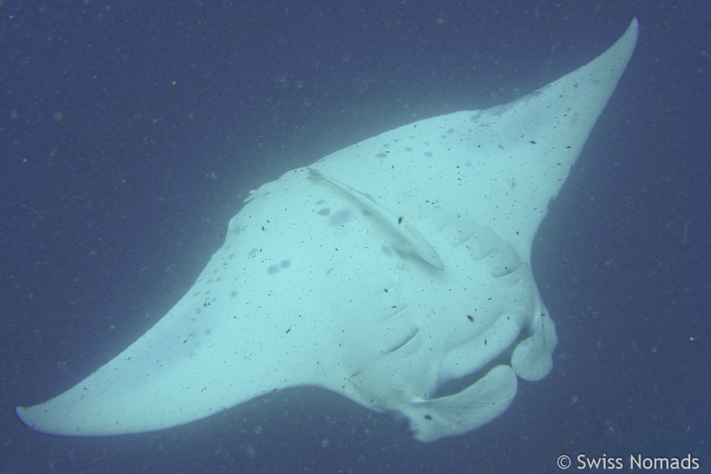Manta Rochen Malediven