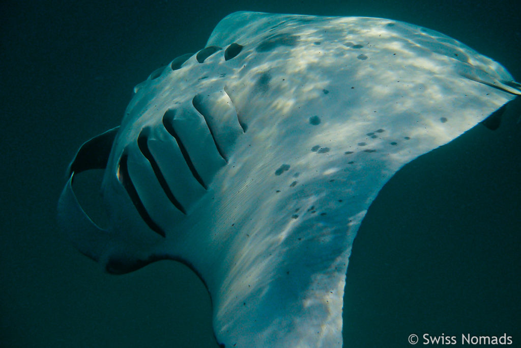 Manta Rochen auf dem Rücken