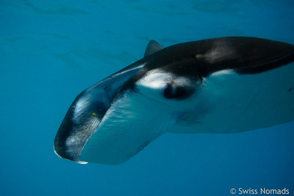 Auge in Auge beim Schnorcheln mit Manta Rochen