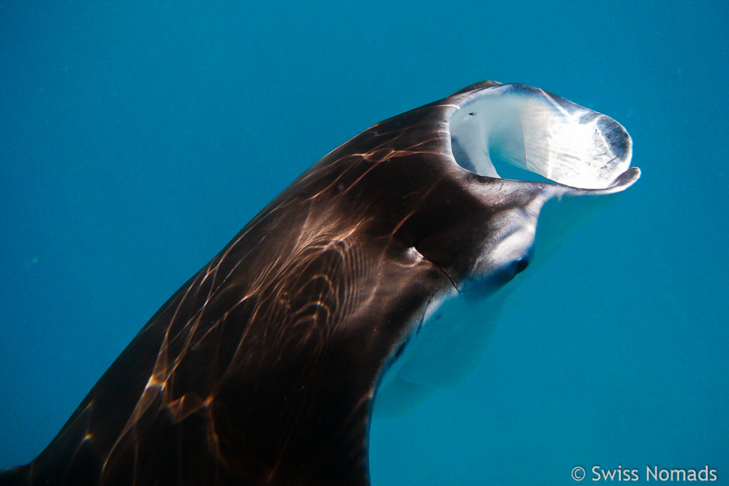 Unterwasser mit Manta Rochen