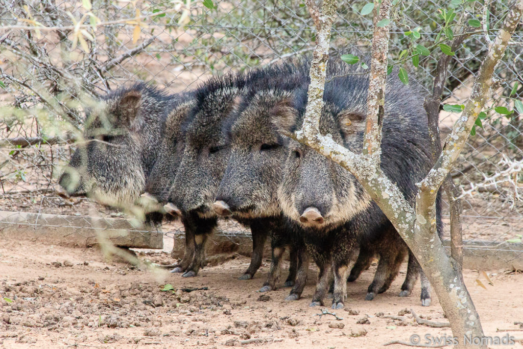 Nabelschweine im Gran Chaco von Paraguay