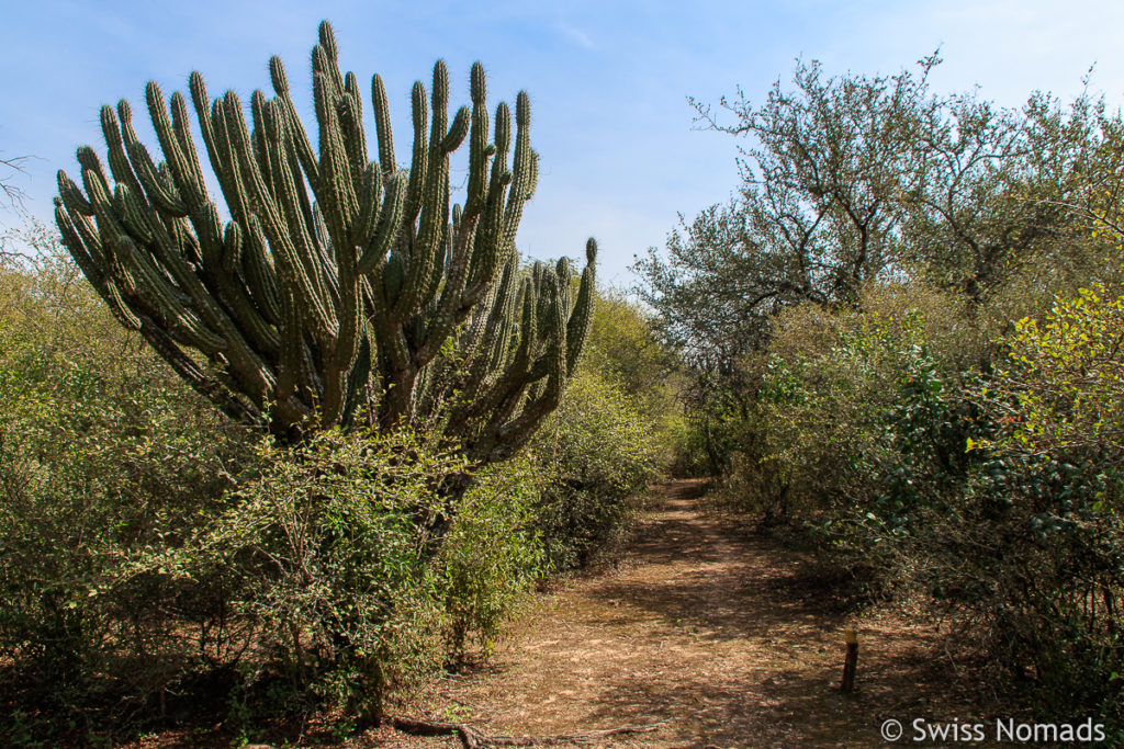 Landschaft im Reserva Natural Formosa