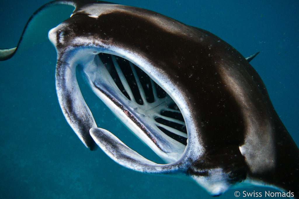 Mund beim Schnorcheln mit Manta Rochen