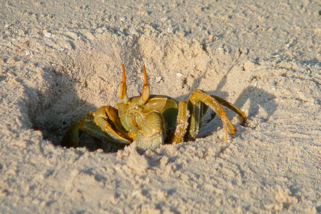 Krebs im Sand