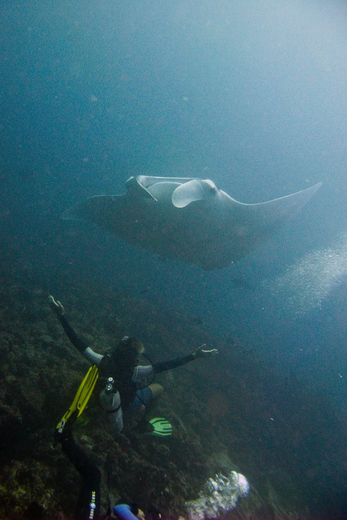 Manta Rochen