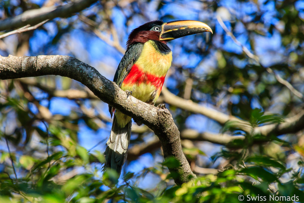 Tucan im Hasta la Pasta