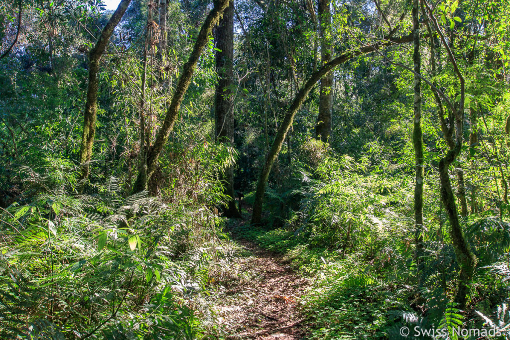 Wanderweg im San Rafael Schutzgebiet in Paraguay