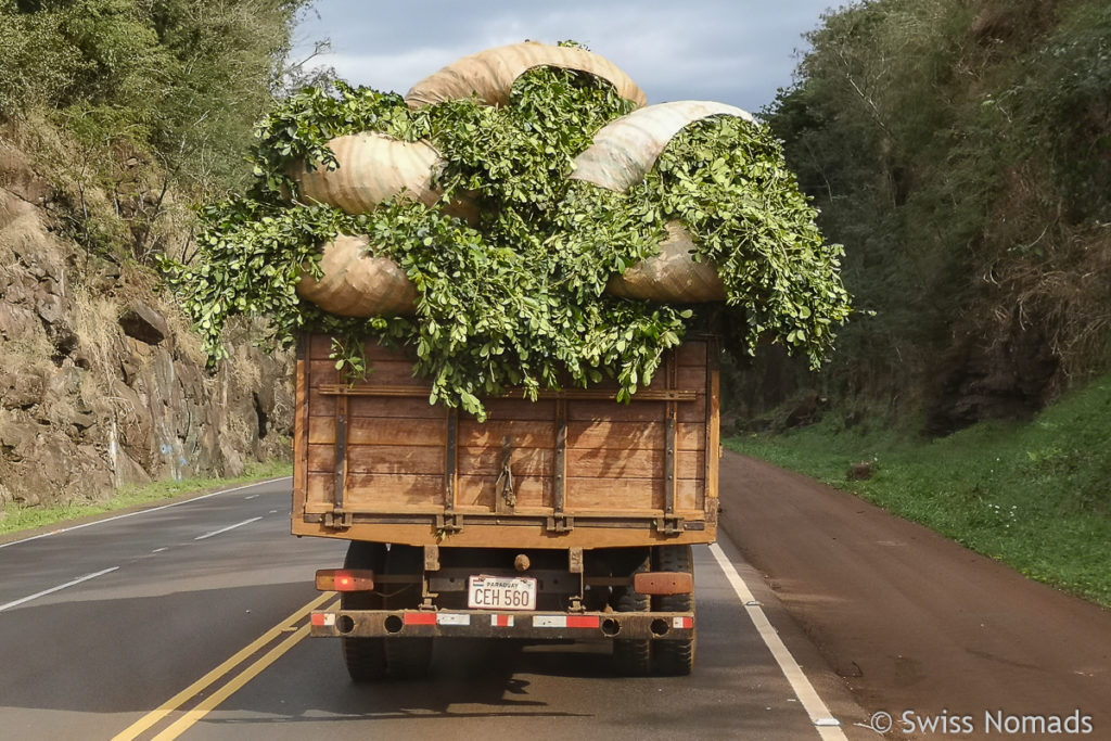 Yerba Mate Paraguay