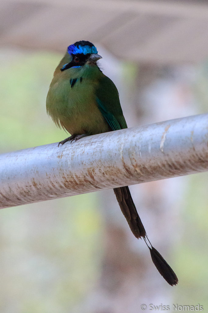 Der Blue Crowned Motmot ist das Wahrzeichen des Parks