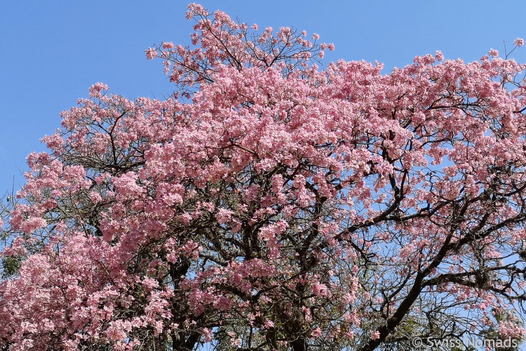 Blühender Baum in Salta