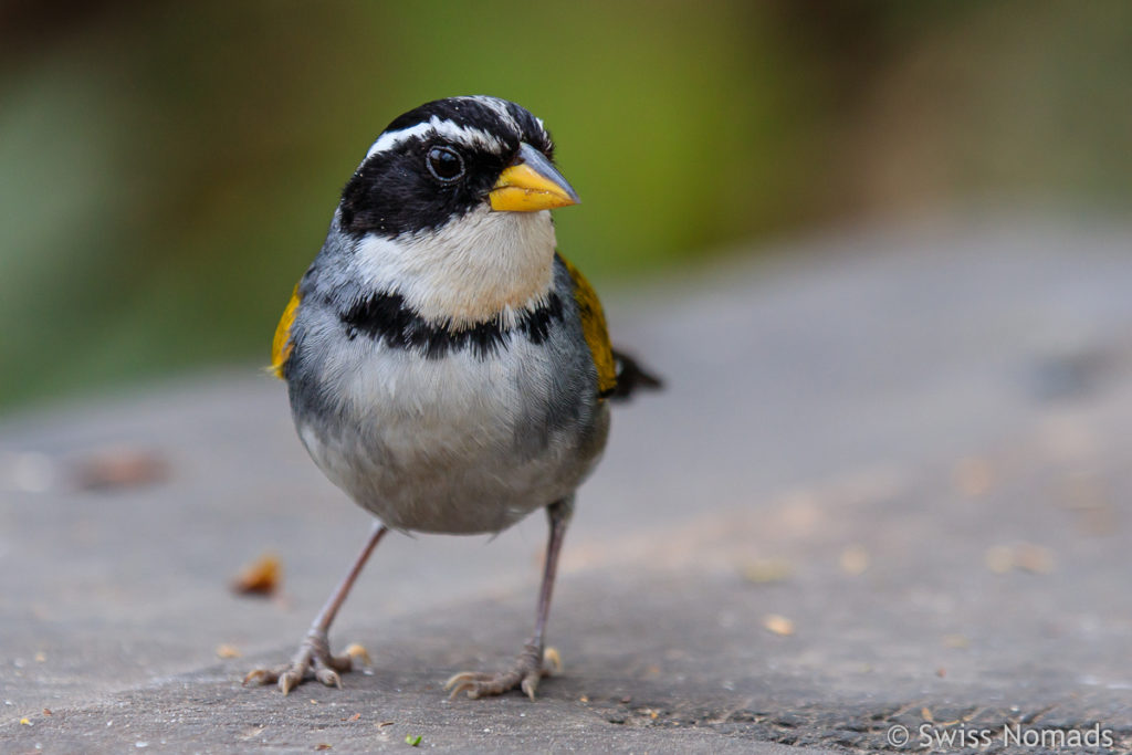 Vogel im Parque Nacional Calilegua