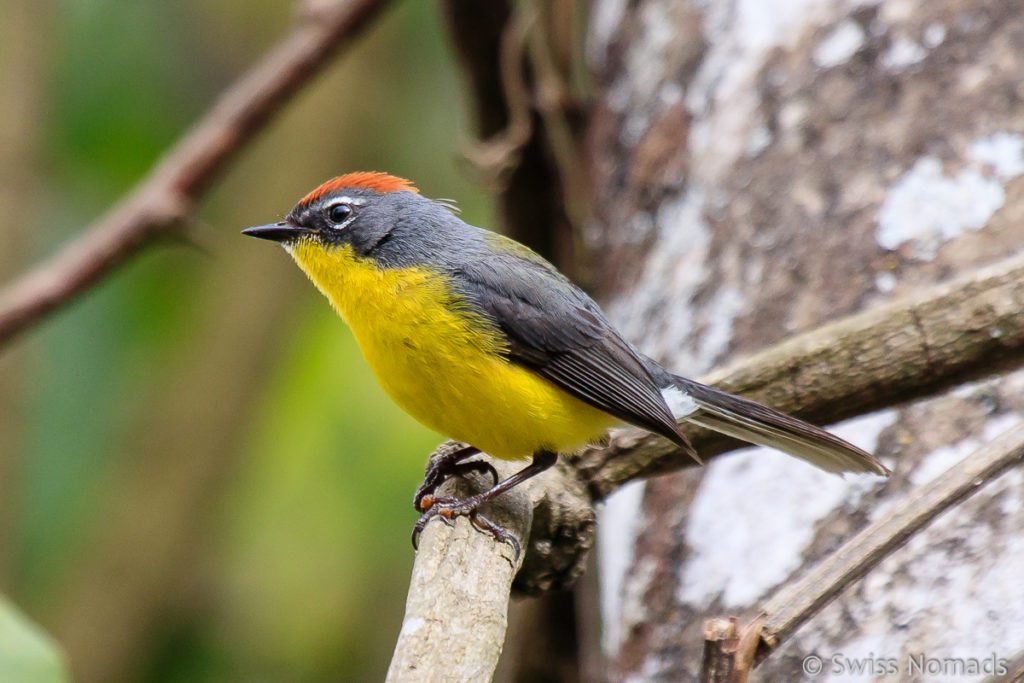 Gelber Vogel im Calilegua Nationalparl