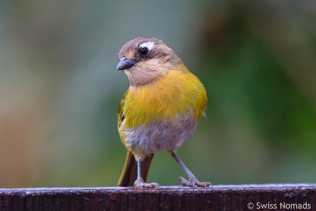 Vogel mit gelber Brust