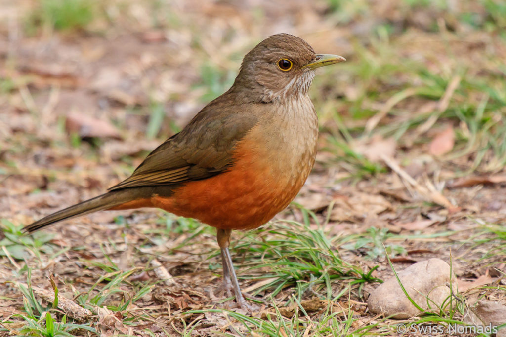 Oranger Vogel