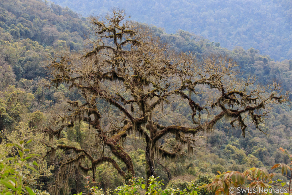 Nebelwald im Parque Nacional Calilegua