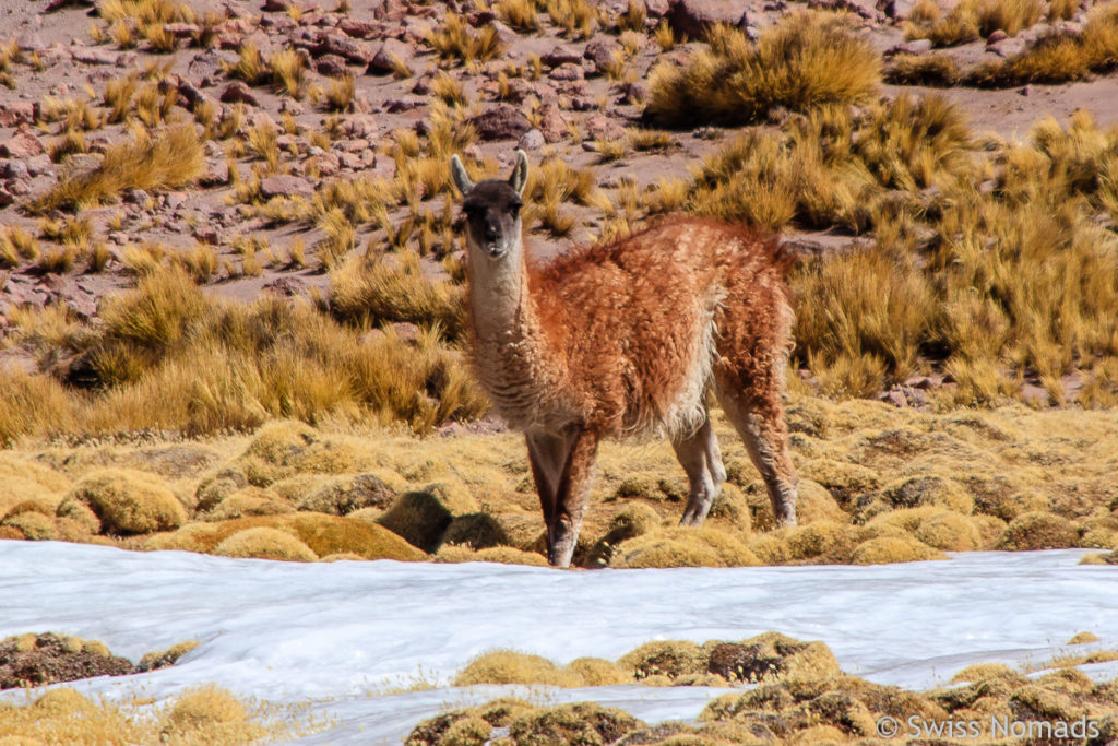 Guanako im Schneefeld am Abra del Acay