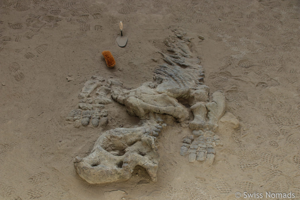 Dinosaurier Fossil im Parque Provincial Ischigualasto