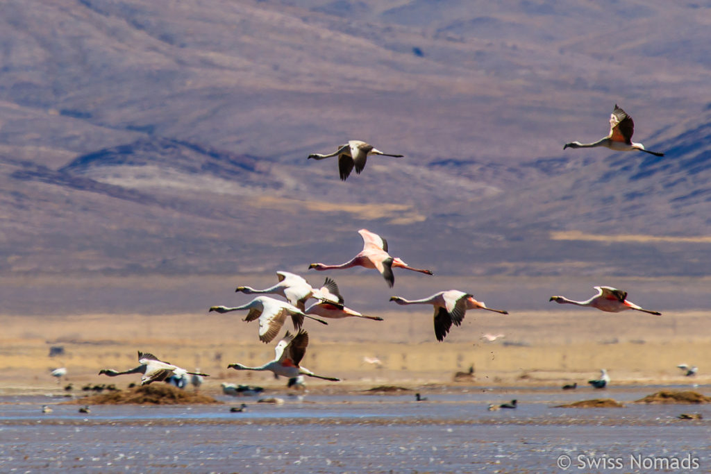 Fliegende Flamingos in der Laguna Pozuelos