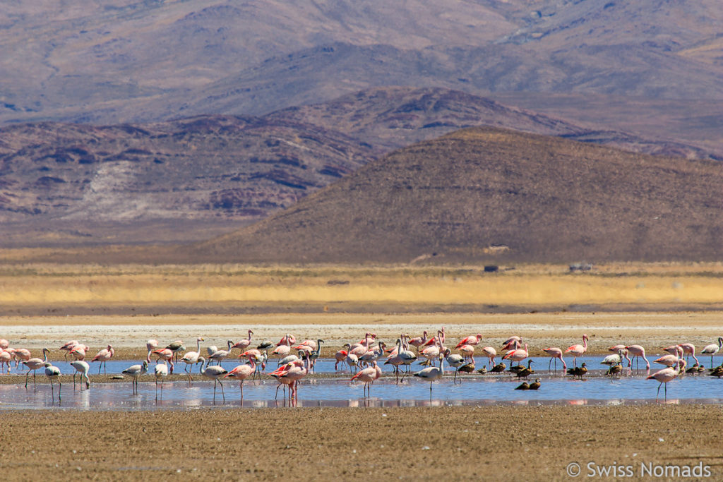 Flamingos Laguna Pozuelos Argentinien