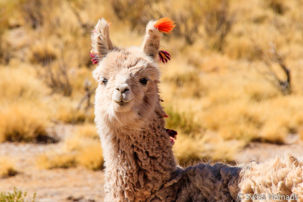 Lama in Argentinien