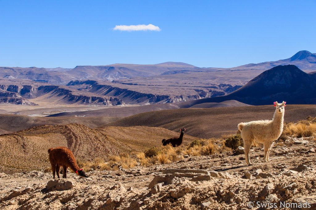 Lamas in Argentinien