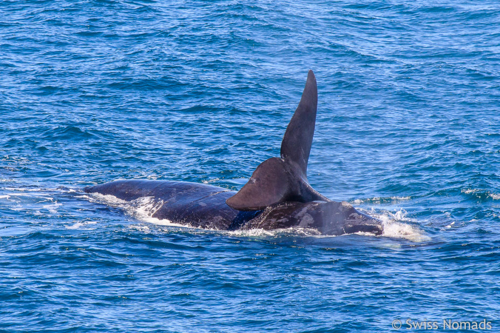 Glattwale in der Bucht von Puerto Piramides