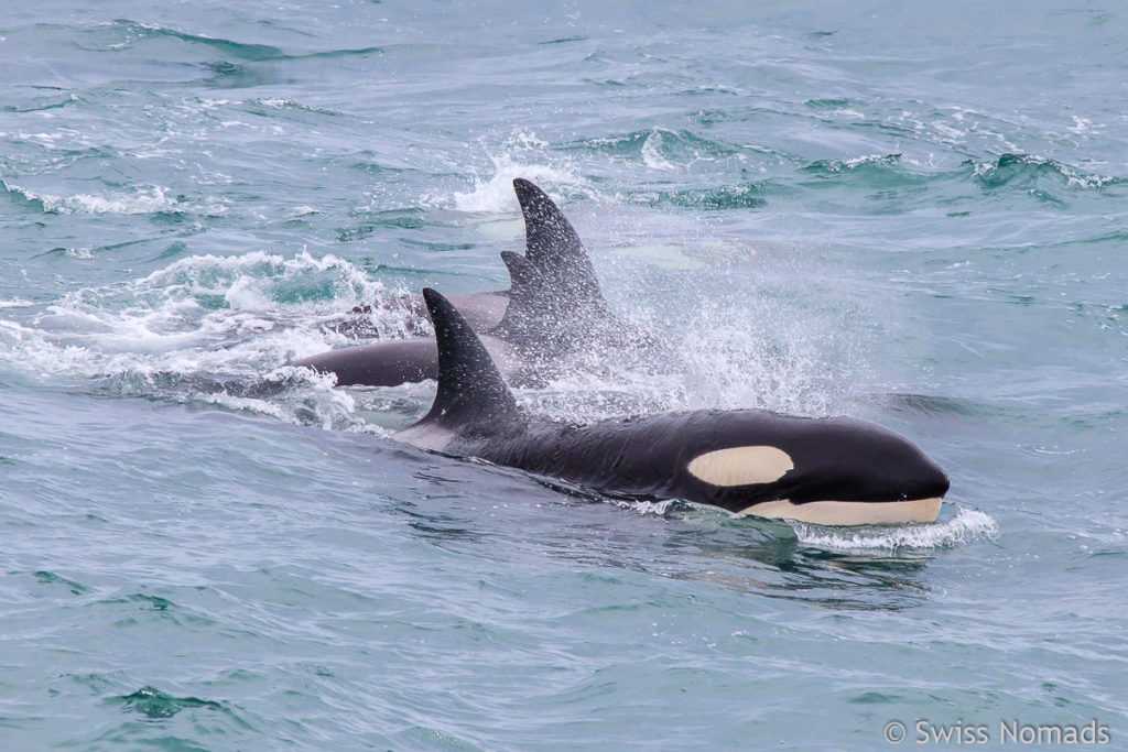 Orcas auf der Halbinsel Valdes