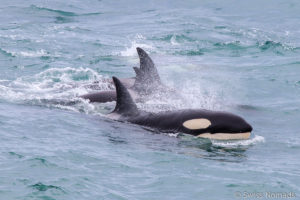 Read more about the article Halbinsel Valdés – Fantastische Begegnungen mit Orcas und Glattwalen