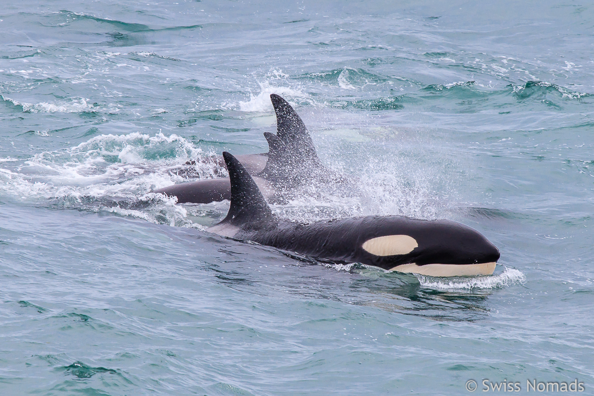 You are currently viewing Halbinsel Valdés – Fantastische Begegnungen mit Orcas und Glattwalen