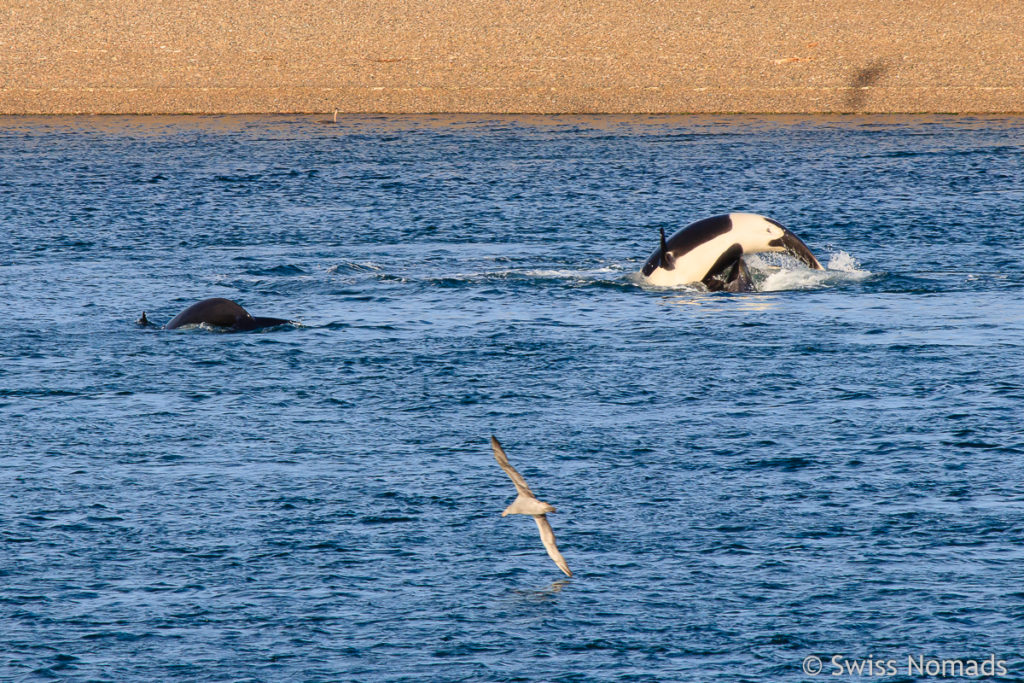 Orcas am Caleta Valdes im Atlantik