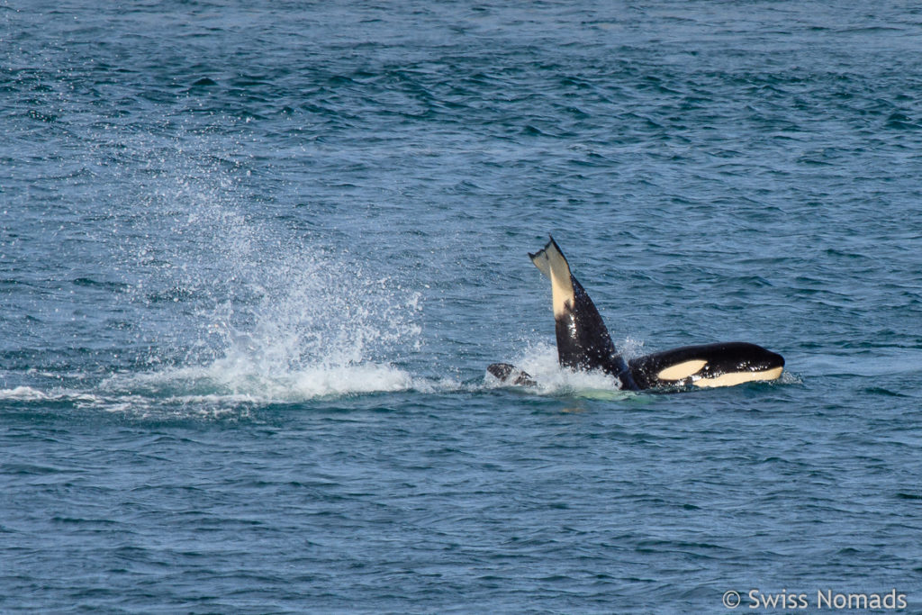 Orcas auf der Halbinsel Valdes